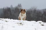 BERGER AUSTRALIEN PUPPIES 556